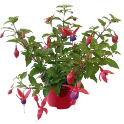 PlantiflorFuchsie hängend Topf Durchmesser 12 cm