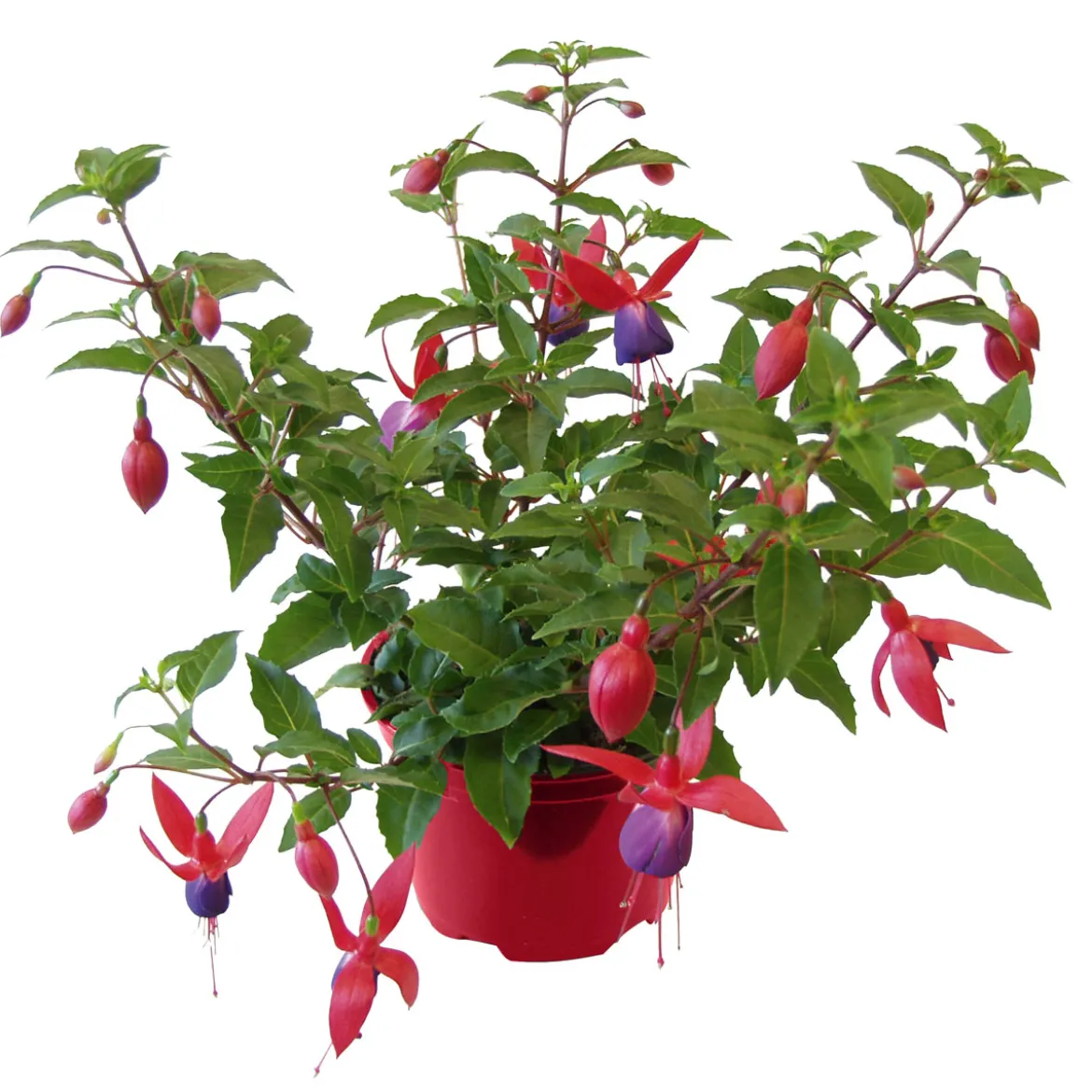 PlantiflorFuchsie hängend Topf Durchmesser 12 cm
