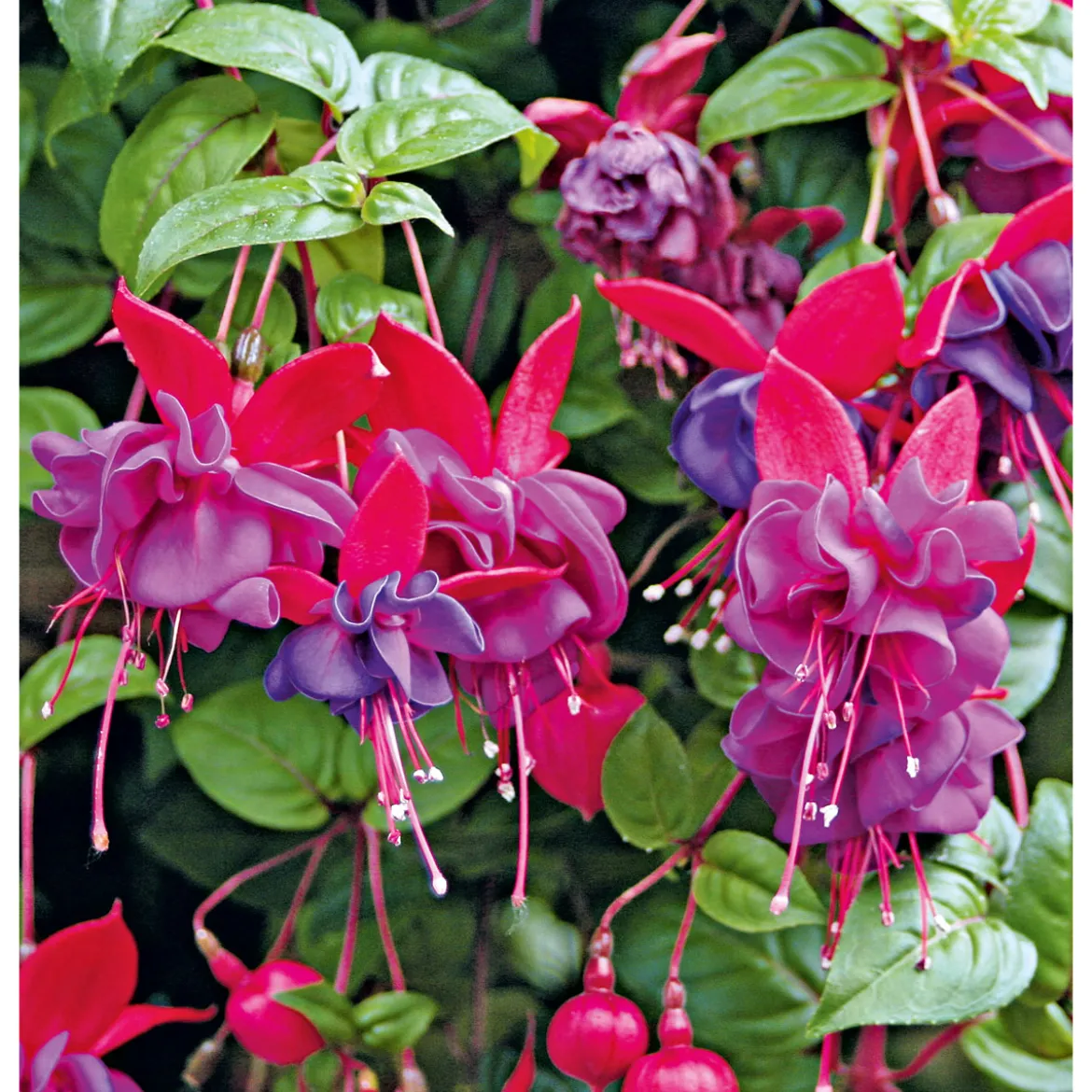 PlantiflorFuchsie stehend Topf Durchmesser 12 cm
