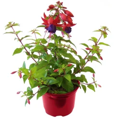 PlantiflorFuchsie stehend Topf Durchmesser 12 cm