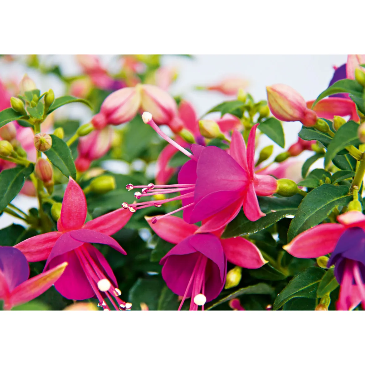 PlantiflorFuchsie stehend Topf Durchmesser 12 cm