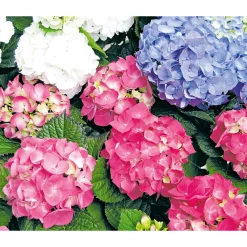 PlantiflorGartenhortensie Macrophylla Topf- Durchmesser 17 cm