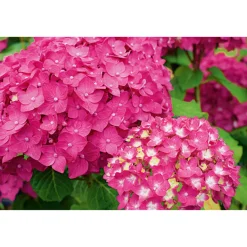 PlantiflorGartenhortensie Macrophylla Topf- Durchmesser 17 cm