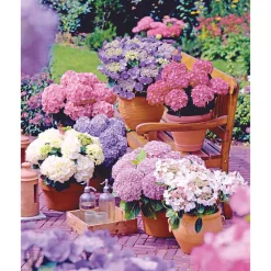 PlantiflorGartenhortensie Topf Durchmesser 23 cm