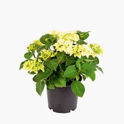 PlantiflorGartenhortensie Topf Durchmesser 23 cm