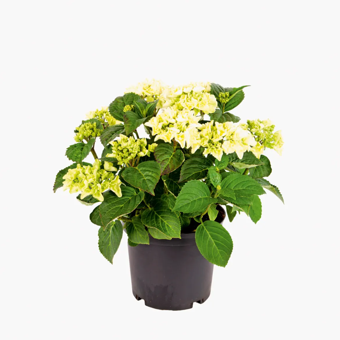PlantiflorGartenhortensie Topf Durchmesser 23 cm