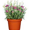PlantiflorGarten-Nelke Topf Durchmesser 12 cm