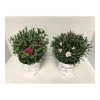 PlantiflorGartennelke verschiedene Farben T17