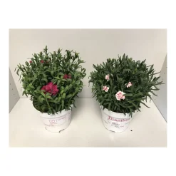 PlantiflorGartennelke verschiedene Farben T17