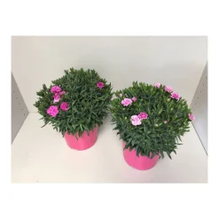 PlantiflorGartennelke verschiedene Farben T17