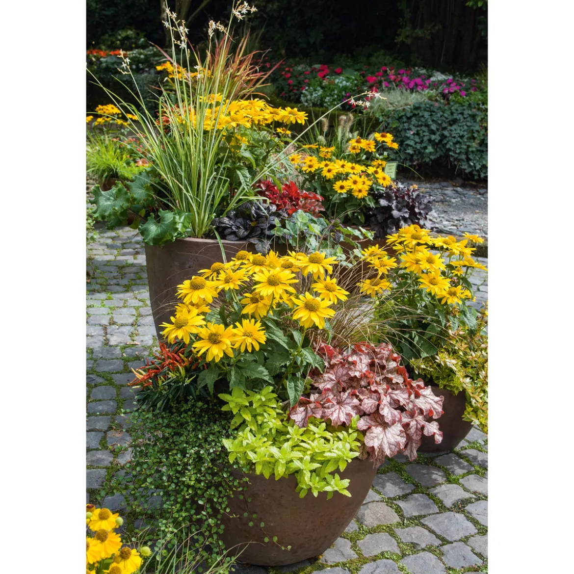 Plantiflor Garten-Sonnenauge C3