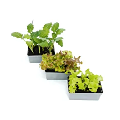 PlantiflorGemüsejungpflanzen 6er-Pack