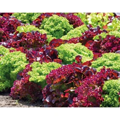 PlantiflorGemüsejungpflanzen 6er-Pack