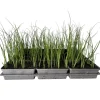 Plantiflor Gemüsejungpflanze Porre/Lauch 6er-Tray