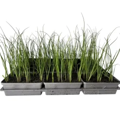 Plantiflor Gemüsejungpflanze Porre/Lauch 6er-Tray
