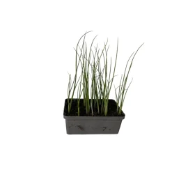 Plantiflor Gemüsejungpflanze Porre/Lauch 6er-Tray