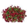 PlantiflorGeranie hängend im Topf Durchmesser 10,5 cm