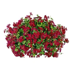 PlantiflorGeranie hängend im Topf Durchmesser 10,5 cm
