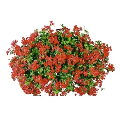 PlantiflorGeranie hängend im Topf Durchmesser 10,5 cm