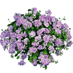 PlantiflorGeranie hängend im Topf Durchmesser 10,5 cm