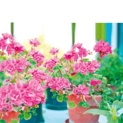 PlantiflorGeranie hängend im Topf Durchmesser 10,5 cm