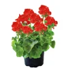 PlantiflorGeranie stehend im Topf Durchmesser 10,5 cm