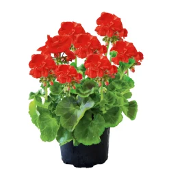 PlantiflorGeranie stehend im Topf Durchmesser 10,5 cm