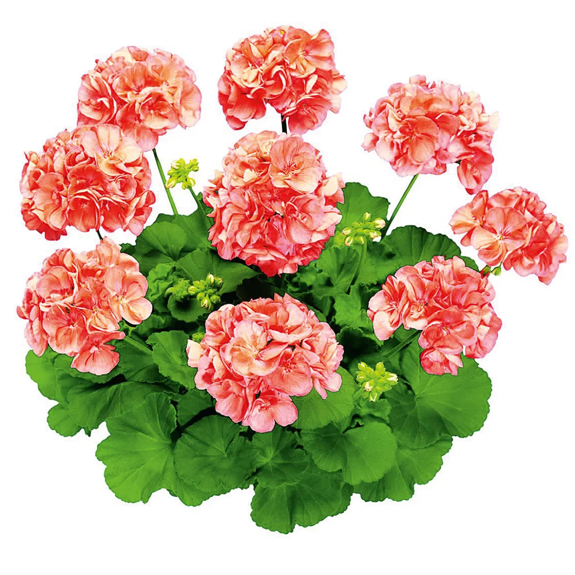 PlantiflorGeranie stehend im Topf Durchmesser 10,5 cm