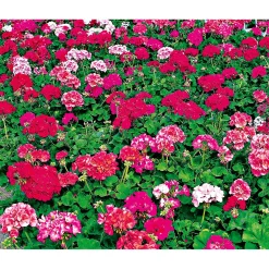 PlantiflorGeranie stehend im Topf Durchmesser 10,5 cm