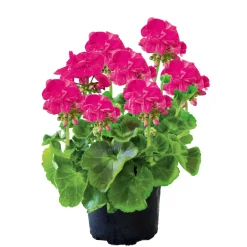 PlantiflorGeranie stehend Topf- Durchmesser 12 cm
