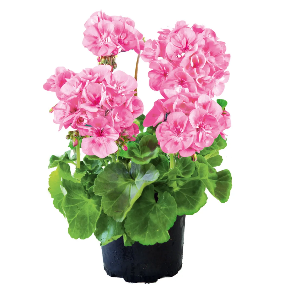 PlantiflorGeranie stehend Topf- Durchmesser 12 cm