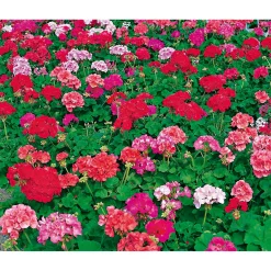 PlantiflorGeranie stehend Topf- Durchmesser 12 cm