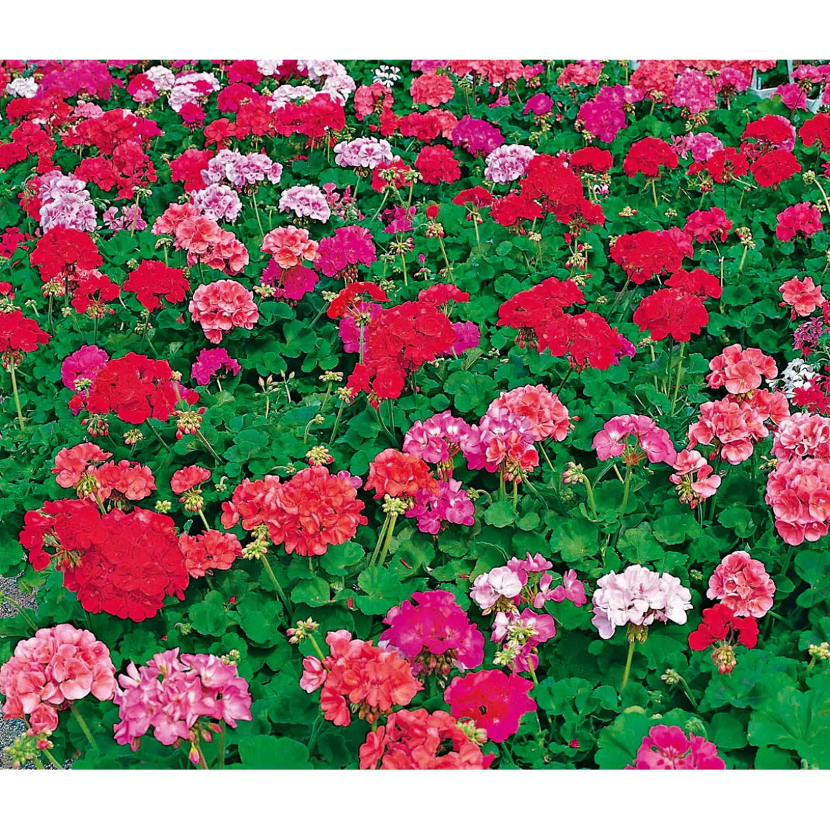 PlantiflorGeranie stehend Topf- Durchmesser 12 cm