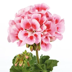 PlantiflorGeranie stehend Topf- Durchmesser 12 cm
