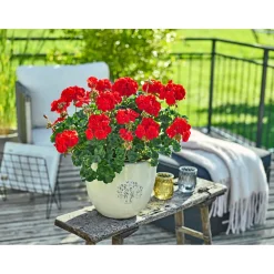 PlantiflorGeranie stehend Topf- Durchmesser 12 cm