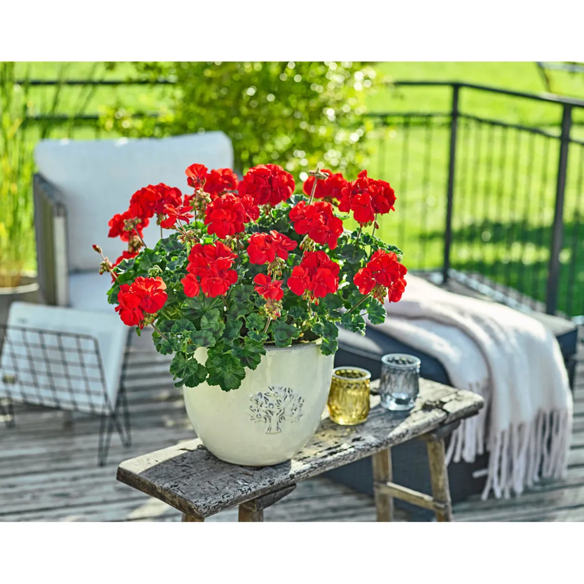 PlantiflorGeranie stehend Topf- Durchmesser 12 cm