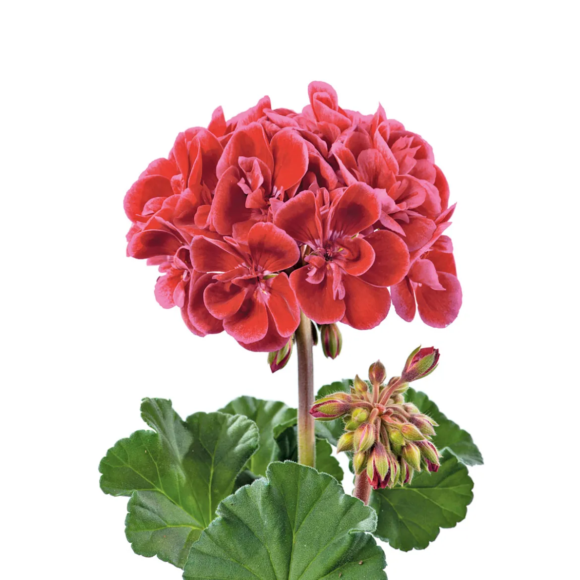 PlantiflorGeranie stehend Topf- Durchmesser 12 cm