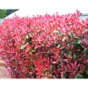 PlantiflorGlanzmispel Red Robin im Topf Durchmesser 17 cm