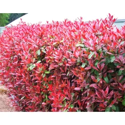 PlantiflorGlanzmispel Red Robin im Topf Durchmesser 17 cm