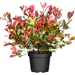 PlantiflorGlanzmispel Red Robin im Topf Durchmesser 17 cm
