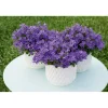 PlantiflorGlockenblume blau Topf 11 cm