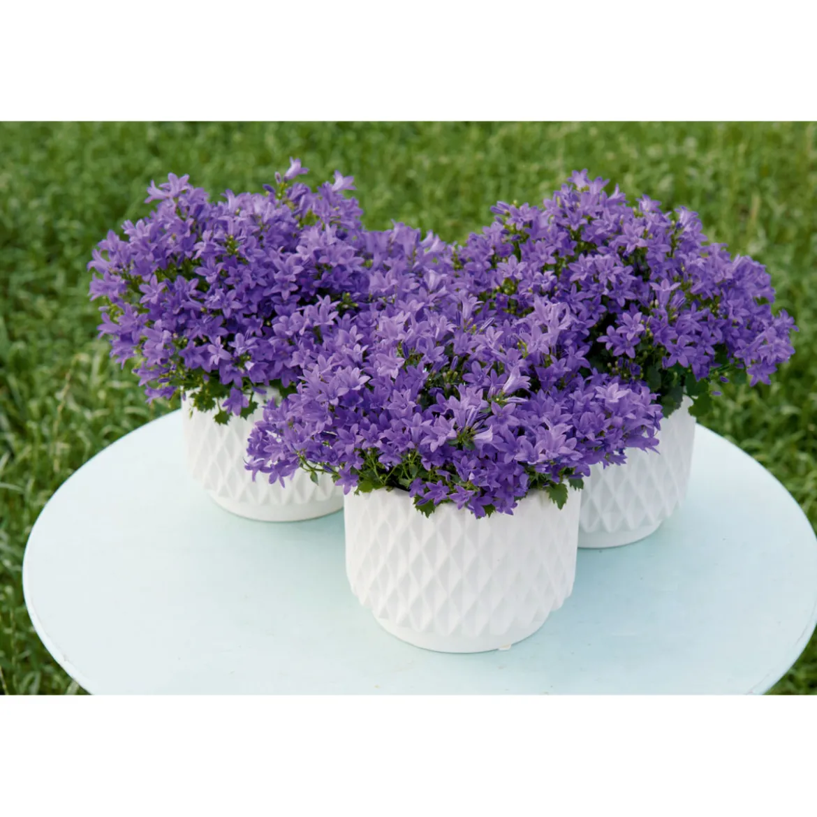 PlantiflorGlockenblume blau Topf 11 cm