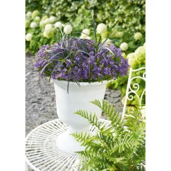 PlantiflorGlockenblume blau Topf 11 cm
