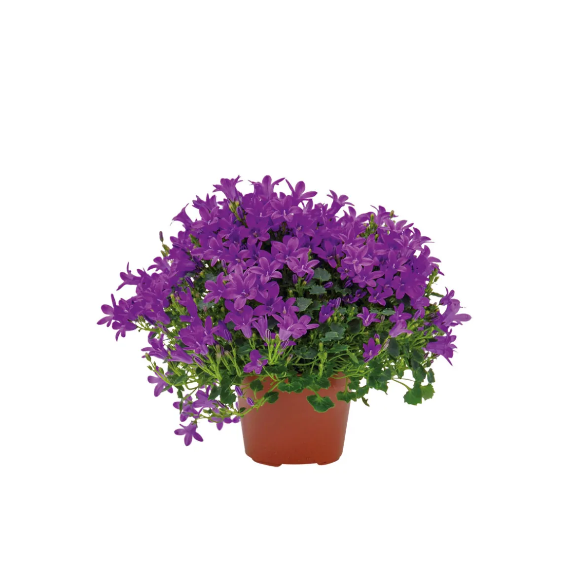 PlantiflorGlockenblume blau Topf 11 cm
