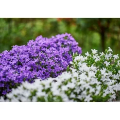 PlantiflorGlockenblume blau Topf 11 cm