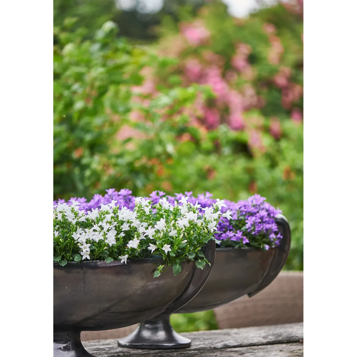 PlantiflorGlockenblume blau Topf 11 cm