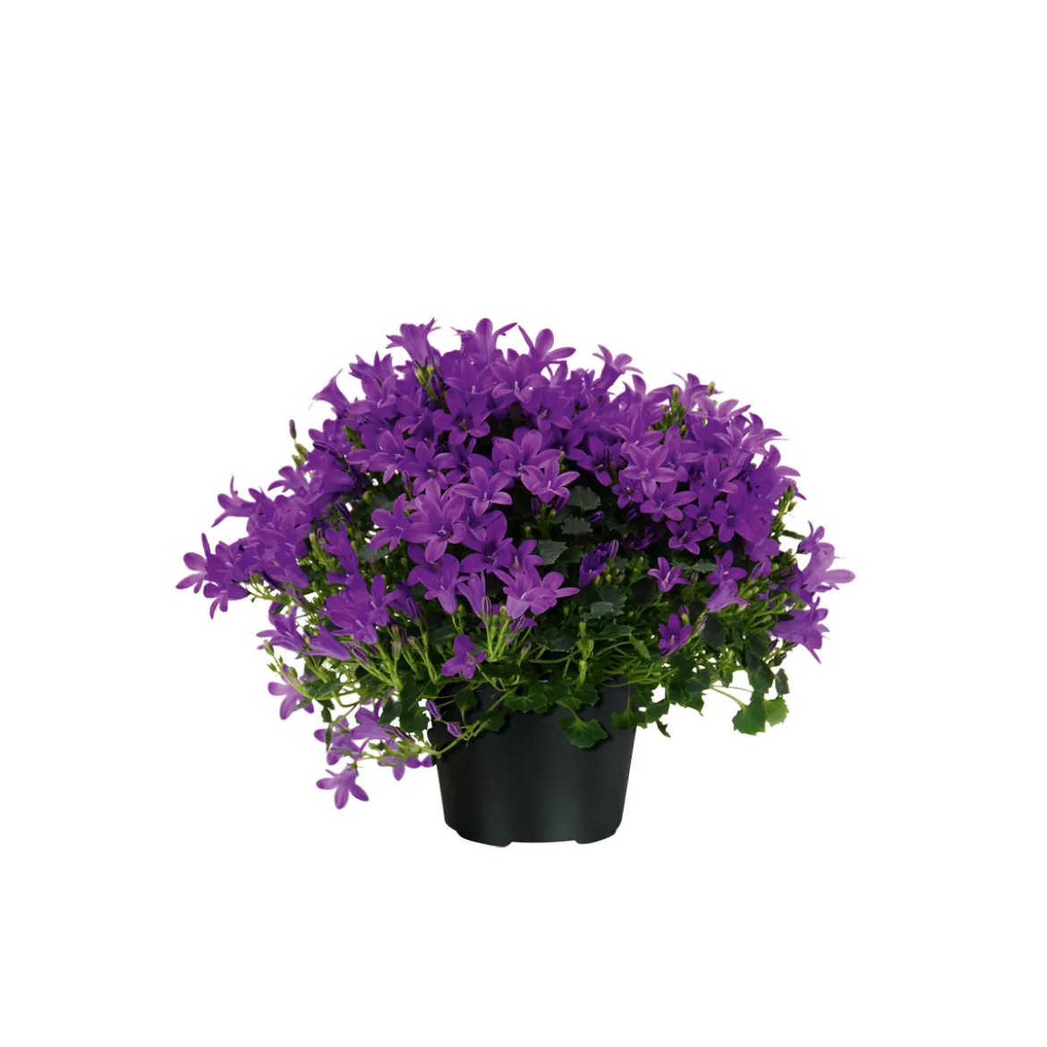 PlantiflorGlockenblume blau Topf 11 cm