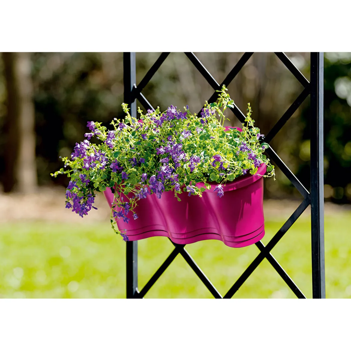 PlantiflorGlockenblume blau Topf 11 cm