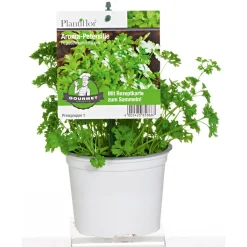 Plantiflor Gourmetkräuter Aroma-Petersilie Topf Durchmesser 12 cm