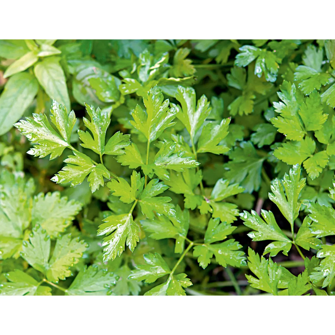 Plantiflor Gourmetkräuter Aroma-Petersilie Topf Durchmesser 12 cm